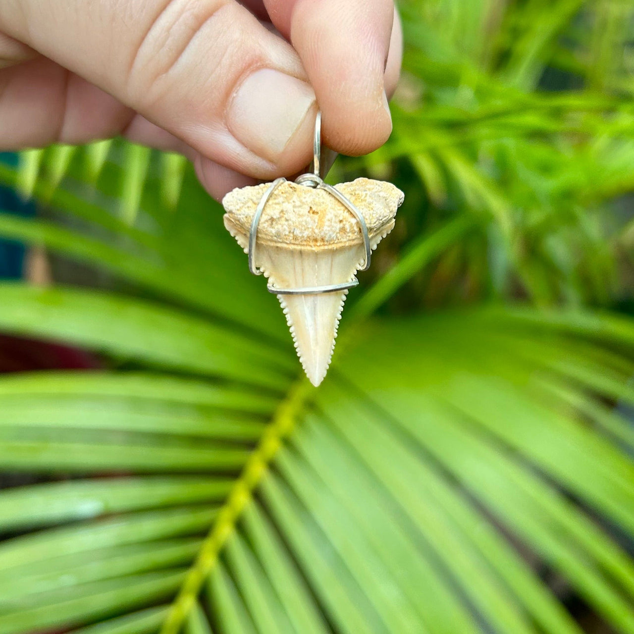 Fossil Great White Tooth Pendant Wrapped in Sterling Silver