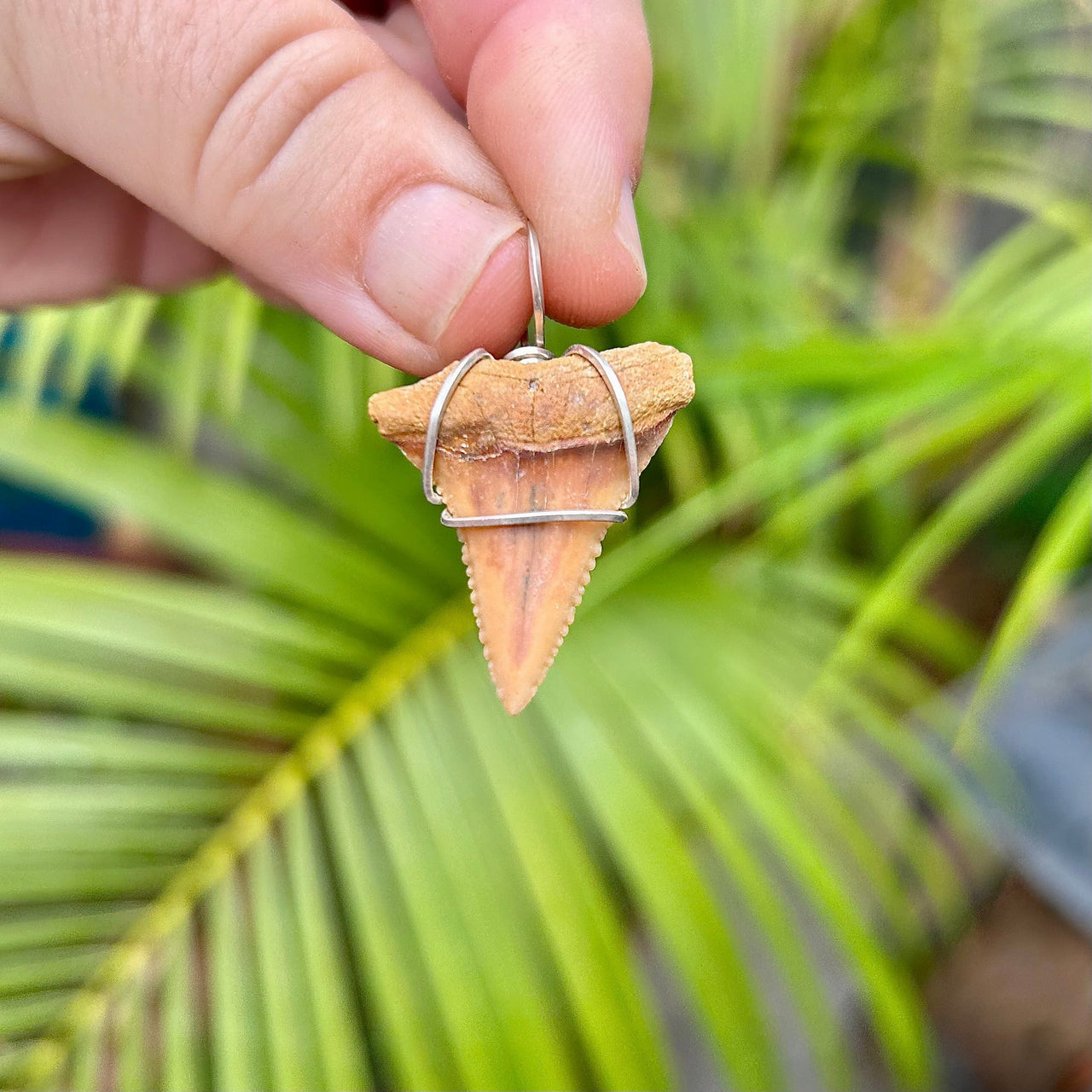 Fossil Great White Tooth Pendant