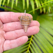 Dark Sandy Brown Great White Shark Tooth Pendant