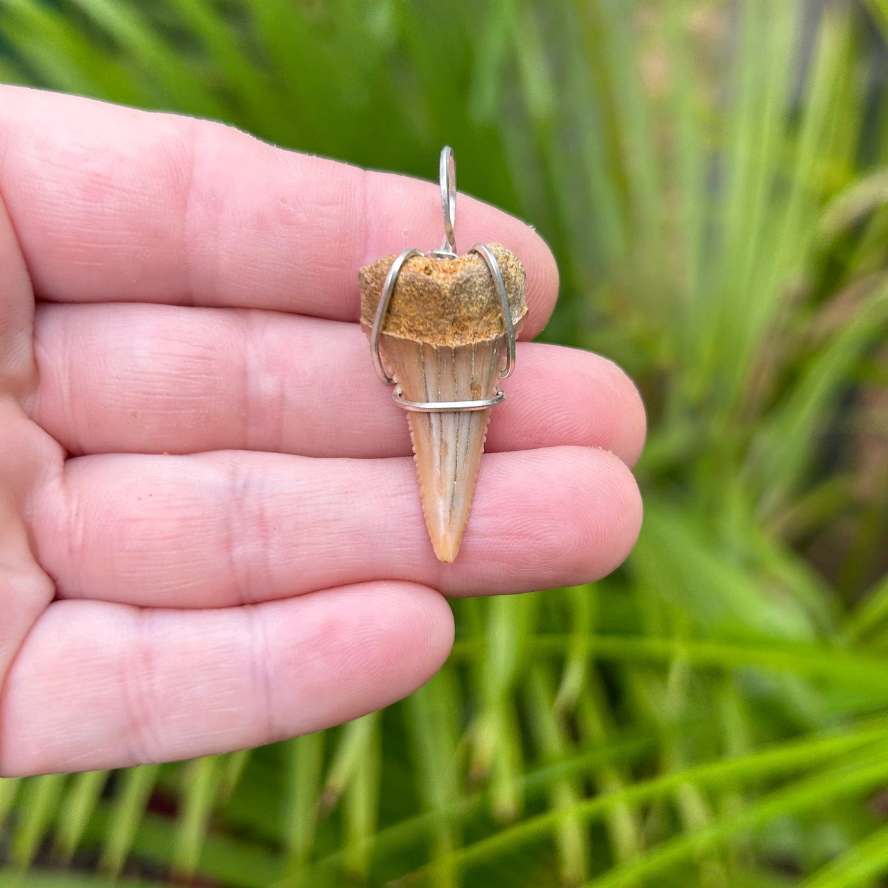 Great White Shark Tooth Pendant Wrapped in Silver