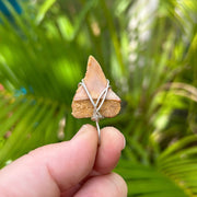 Back of Sandy Brown Great White Fossil Tooth Pendant