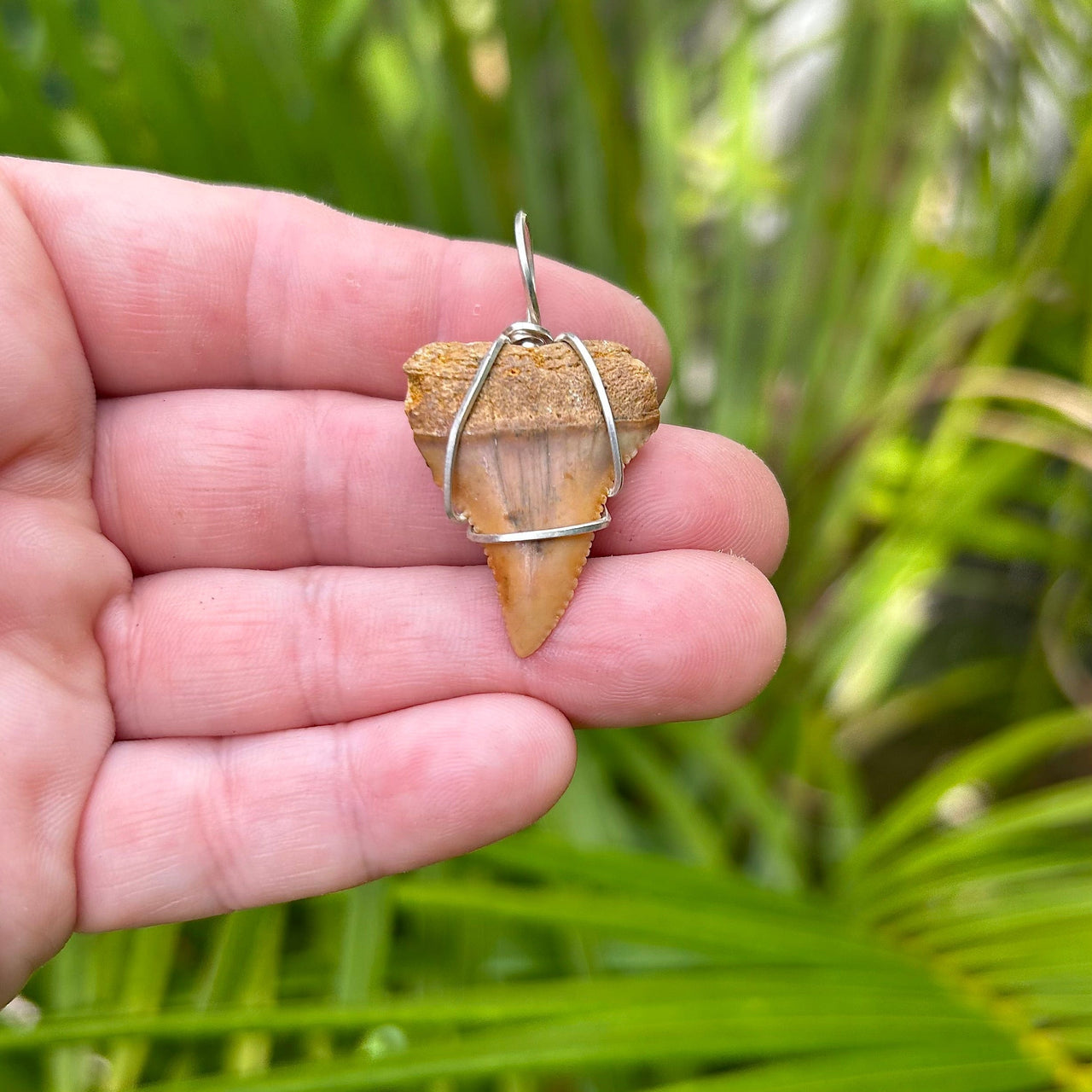 Fossil Great White Tooth Pendant Wrapped in Silver