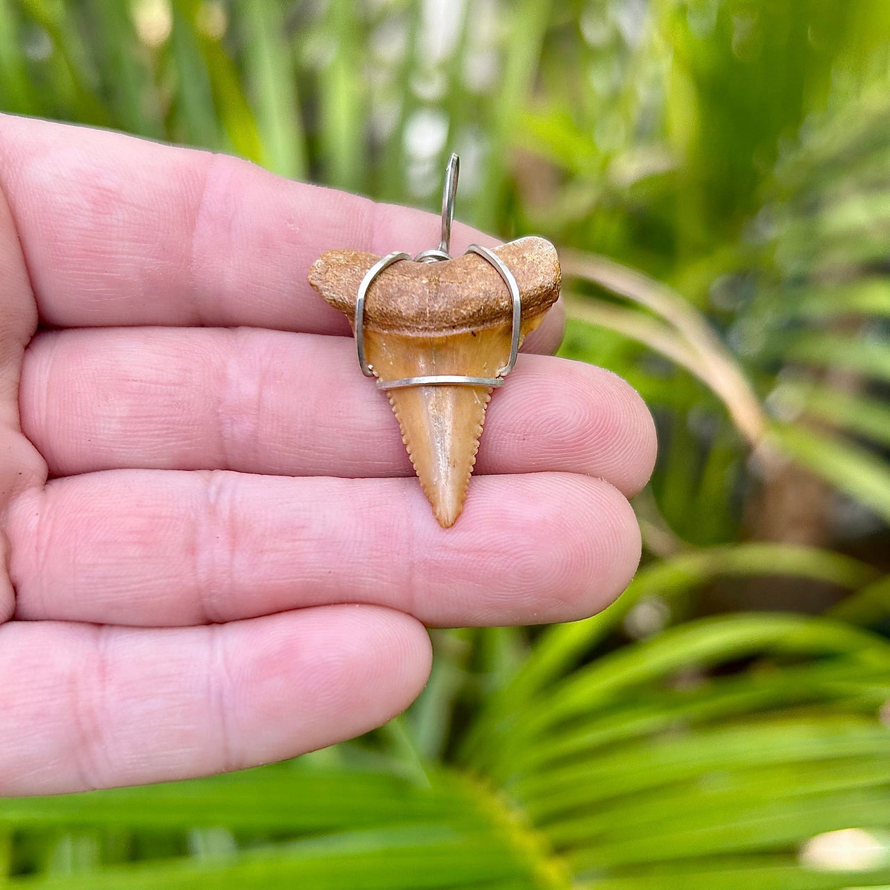 Fossil Great White Shark Tooth from Chile