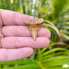 Fossil Great White Shark Tooth from Chile