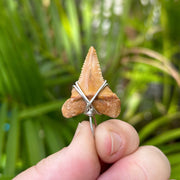 Silver Wrapped Brown Great White Shark Tooth Pendant