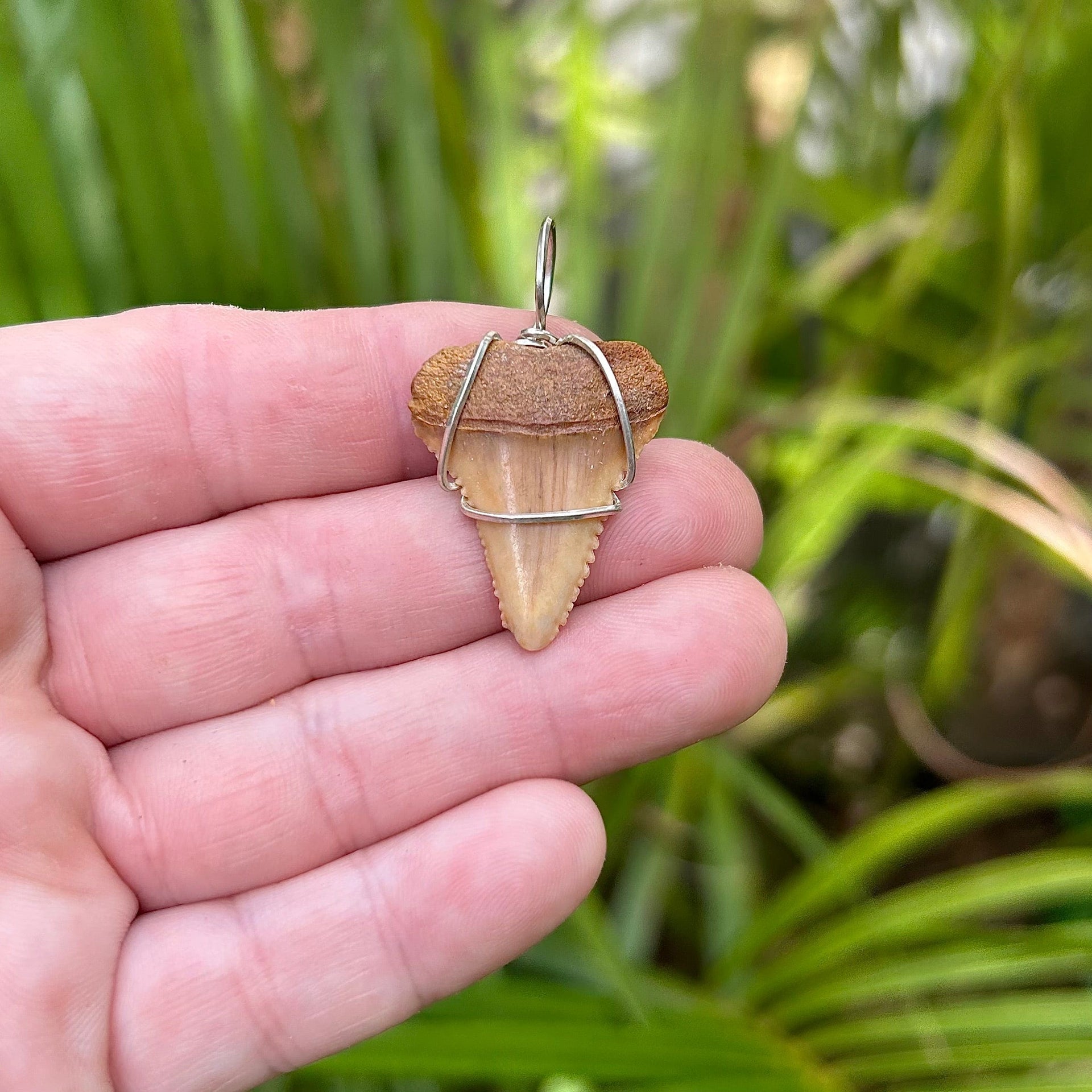 1.5" Great White Shark Tooth Pendant