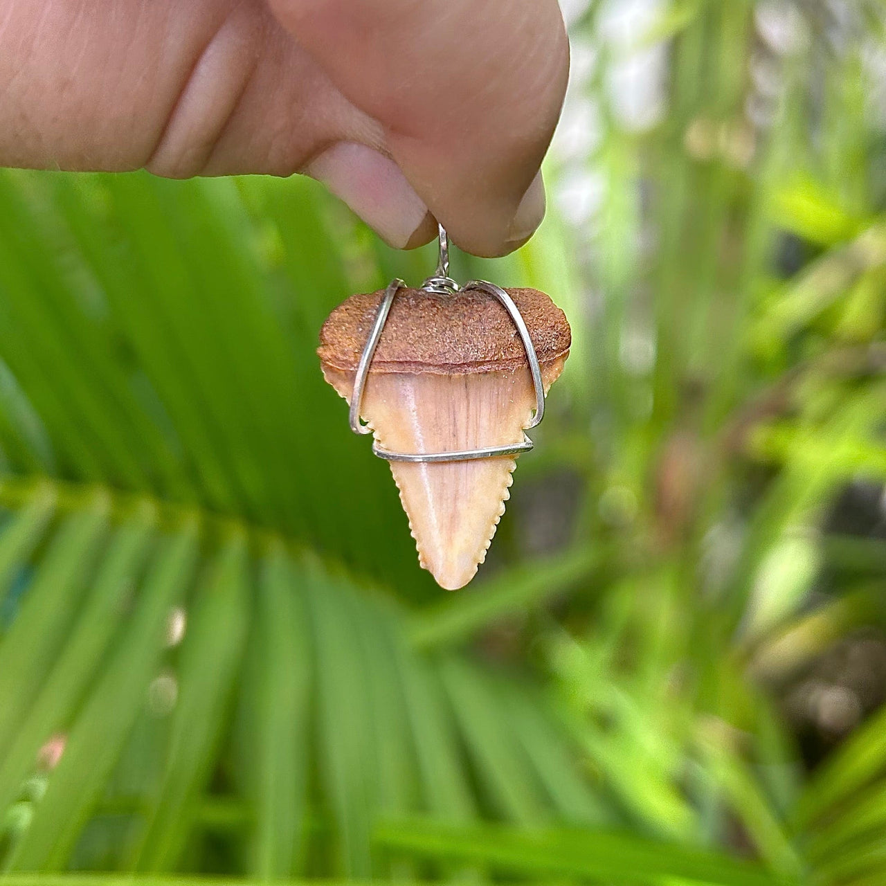 1.5" Great White Shark Tooth Pendant Wrapped in Silver