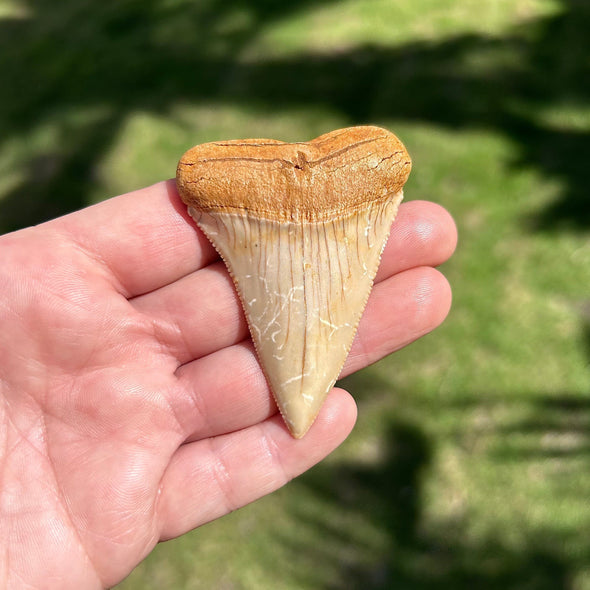 Fully Intact Chilean Great White Tooth Fossil