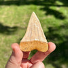 Back of Grade AAA+ Chilean Great White Shark Fossilized Tooth