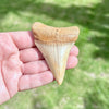 Grade AA+ Great White Shark Fossilized Tooth