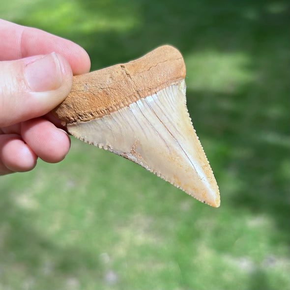 Great White Tooth Fossil