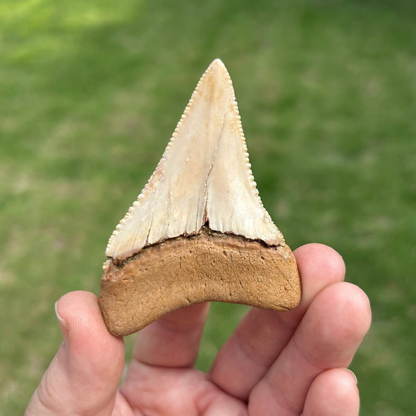 Back of Great White Tooth Fossil