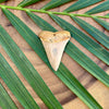 Grade AA+ Chilean Great White Shark Fossilized Tooth on Palm Leaf