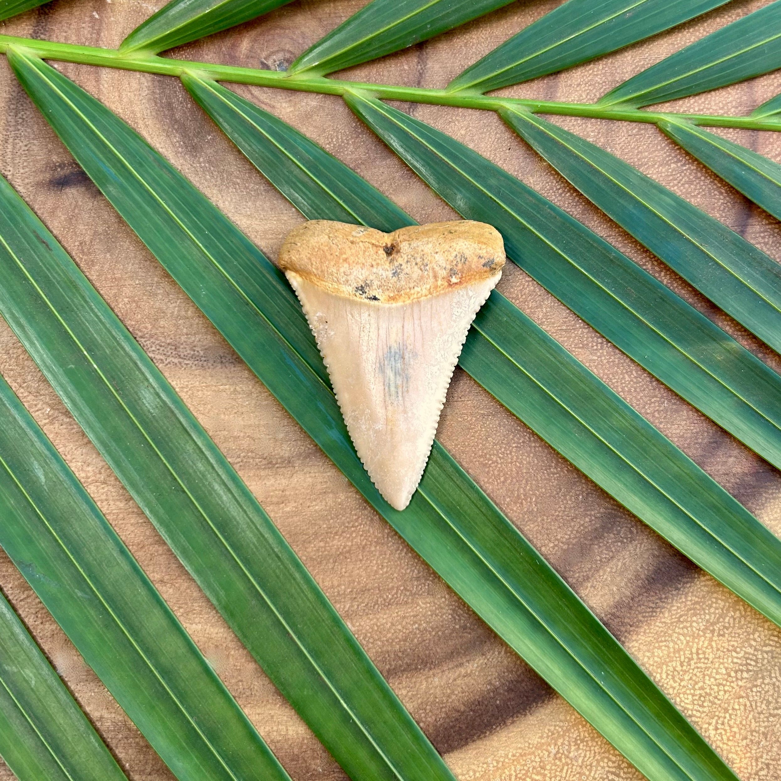 Great White Shark Fossilized Tooth