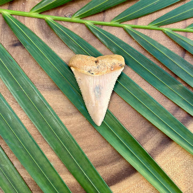 Grade AA+ Chilean Great White Shark Fossilized Tooth- 06