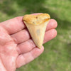 Large Grade AA+ Chilean Great White Shark Fossilized Tooth