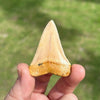 Back of Grade AA+ Chilean Great White Shark Fossilized Tooth