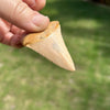 Person Holding Grade AA+ Chilean Great White Shark Fossilized Tooth