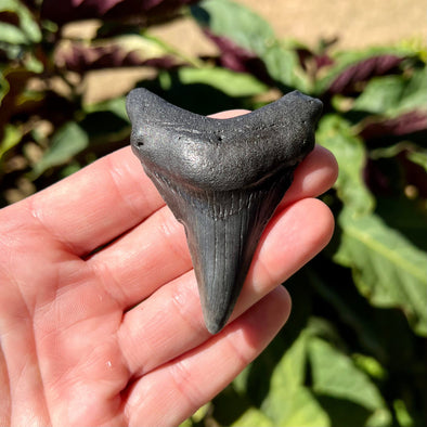 2 3/4” Megalodon Fossil Tooth- Meg57