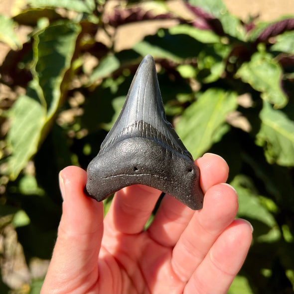 2 3/4” Megalodon Fossil Tooth- Meg57