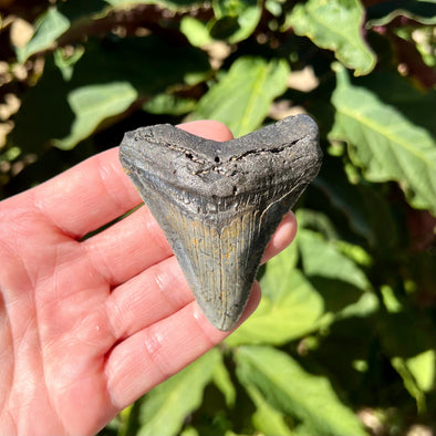 2 3/4" Megalodon Tooth- Meg13