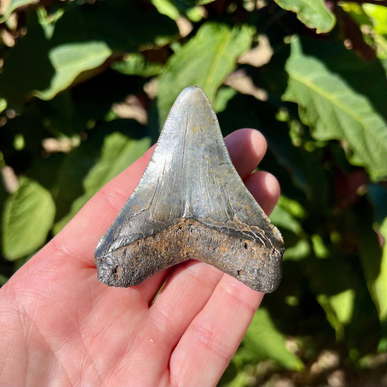 2 3/4" Megalodon Tooth- Meg13