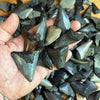Sharks and Rays Educational 3 Pack with Real Fossil Shark Tooth!