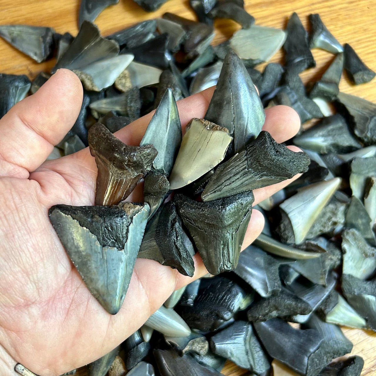 Fossilized Shark Teeth Specimens