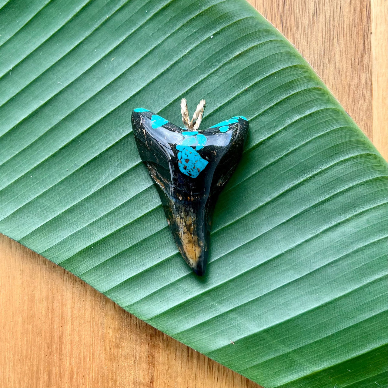 Parotodus Benedeni with Turquoise Inlay 5