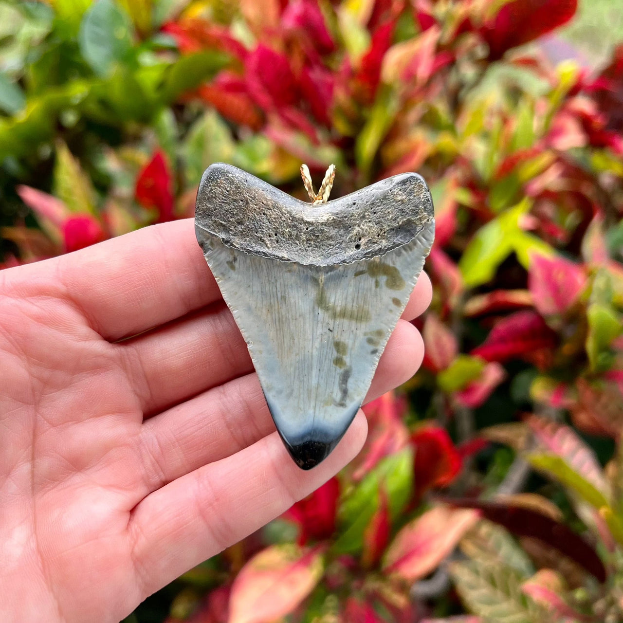 2 5/8“ Megalodon Pendant- STFP48