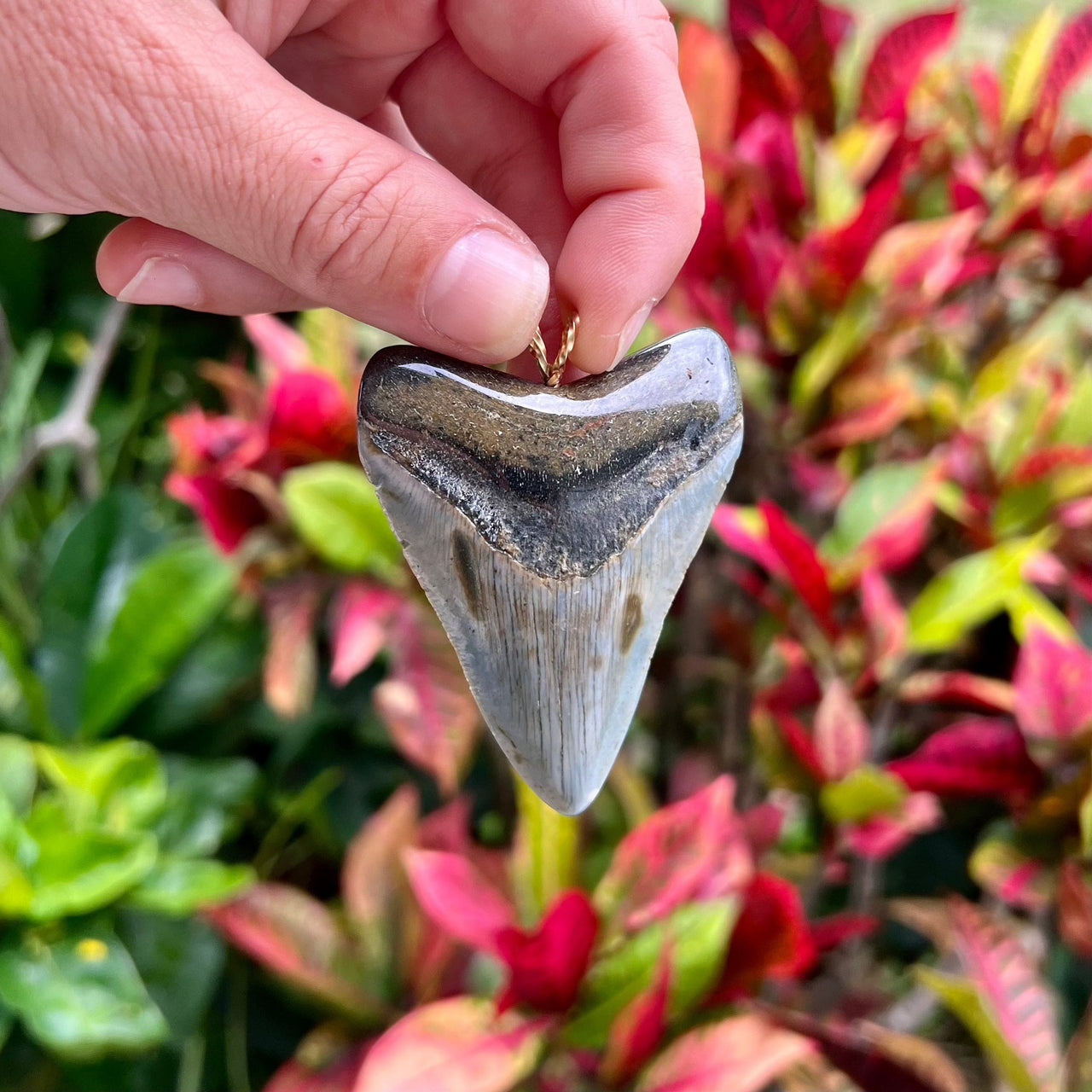 2 5/8“ Megalodon Pendant- STFP48