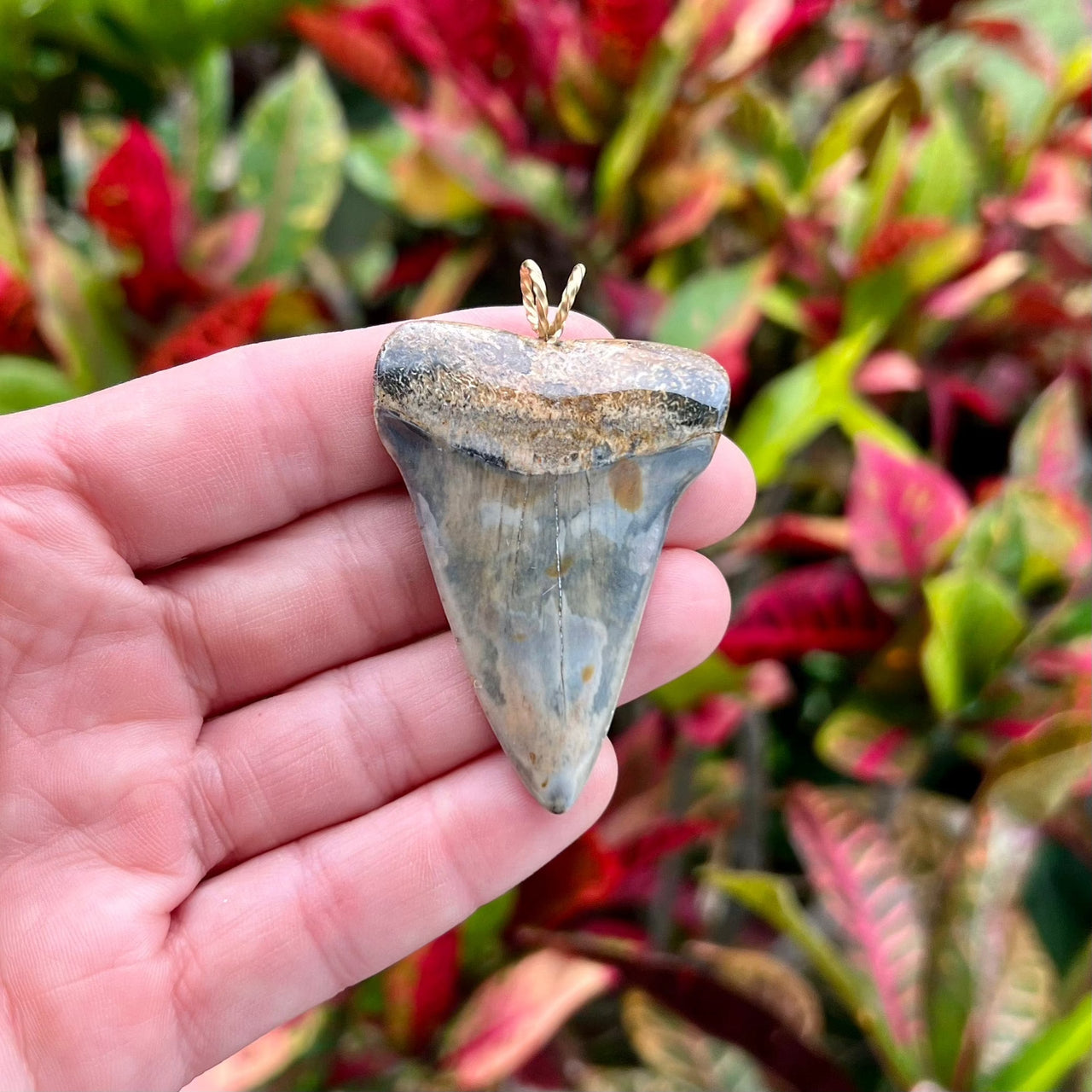 2 1/4" Fossil Mako Tooth Pendant- STFP54