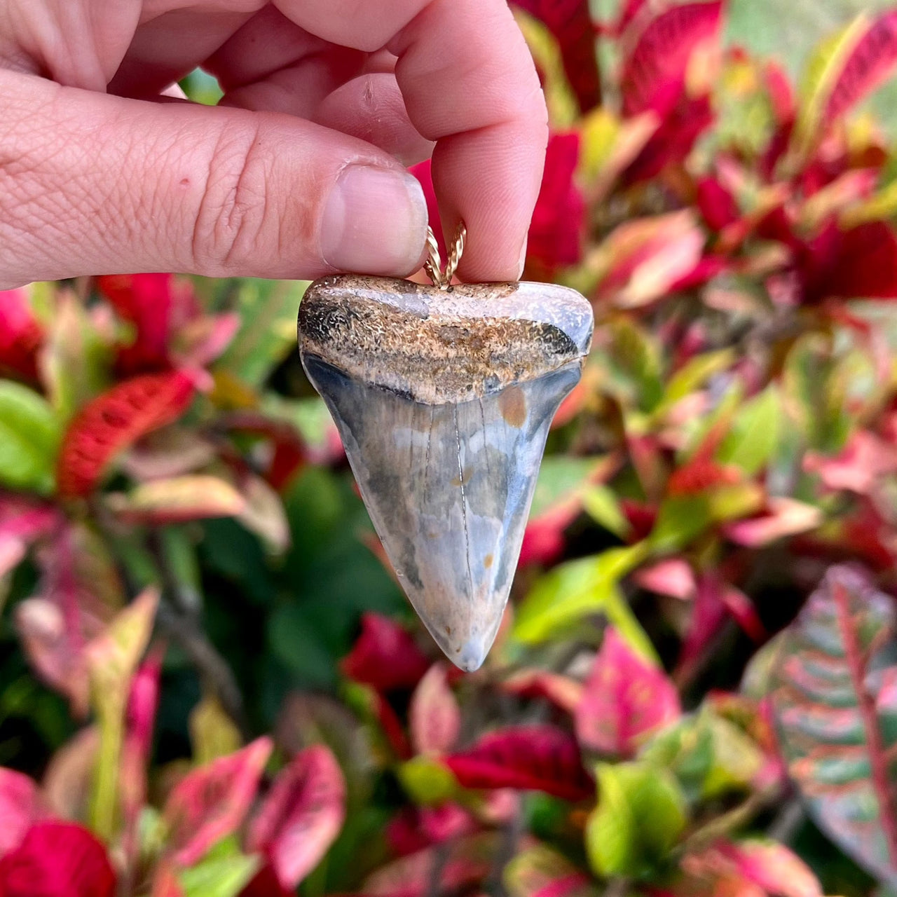 2 1/4" Fossil Mako Tooth Pendant- STFP54