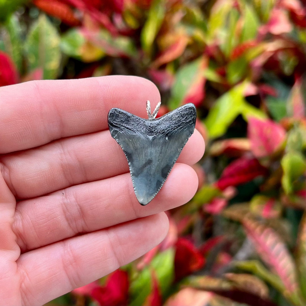 1 1/2" Petite Megalodon Tooth Pendant- STFP30