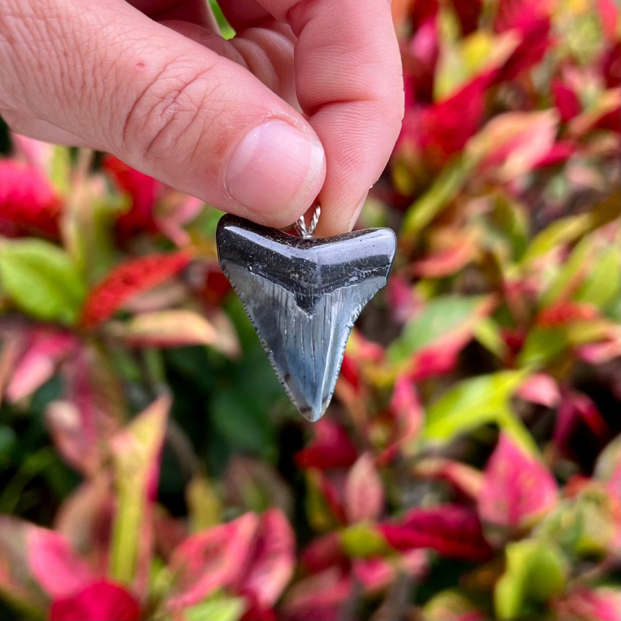 1 1/2" Petite Megalodon Tooth Pendant- STFP30