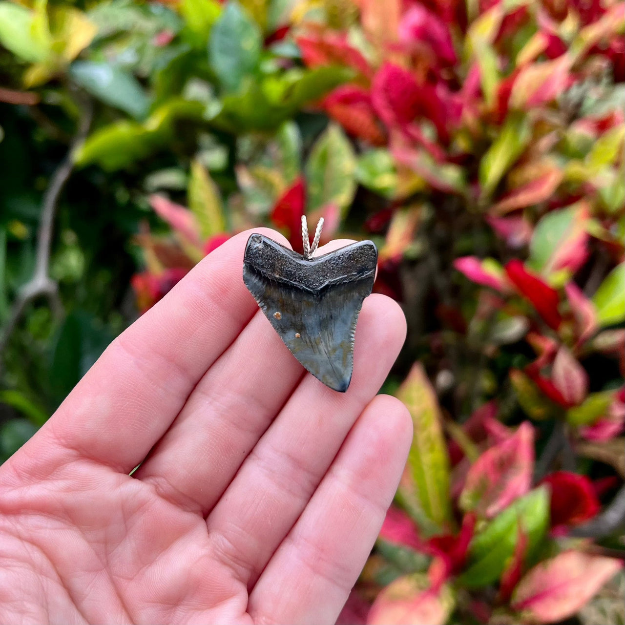 1 1/2” Mini Megalodon Tooth Pendant- STFP46