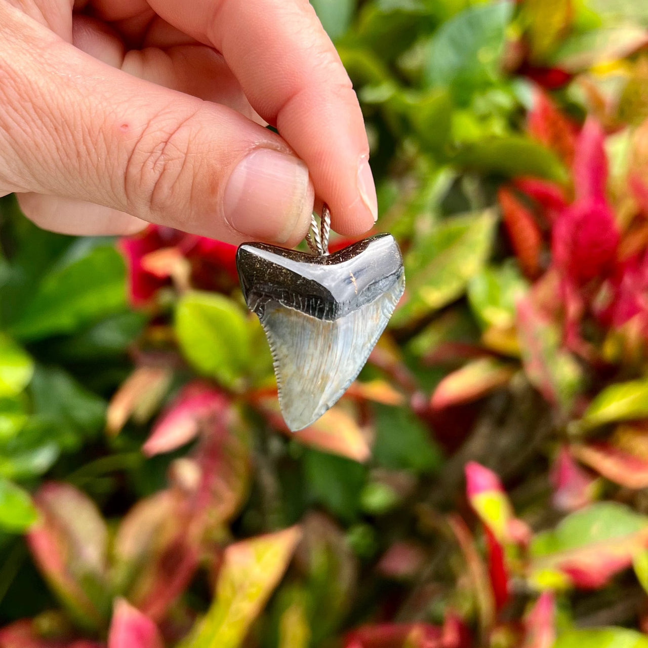 1 1/2” Mini Megalodon Tooth Pendant- STFP46