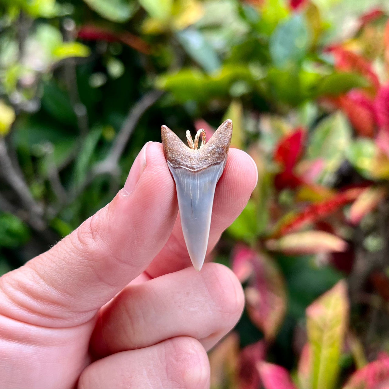 1 1/2” Fossil Mako Pendant- STFP47