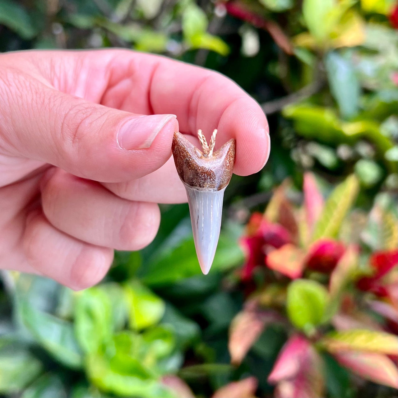 1 1/2” Fossil Mako Pendant- STFP47