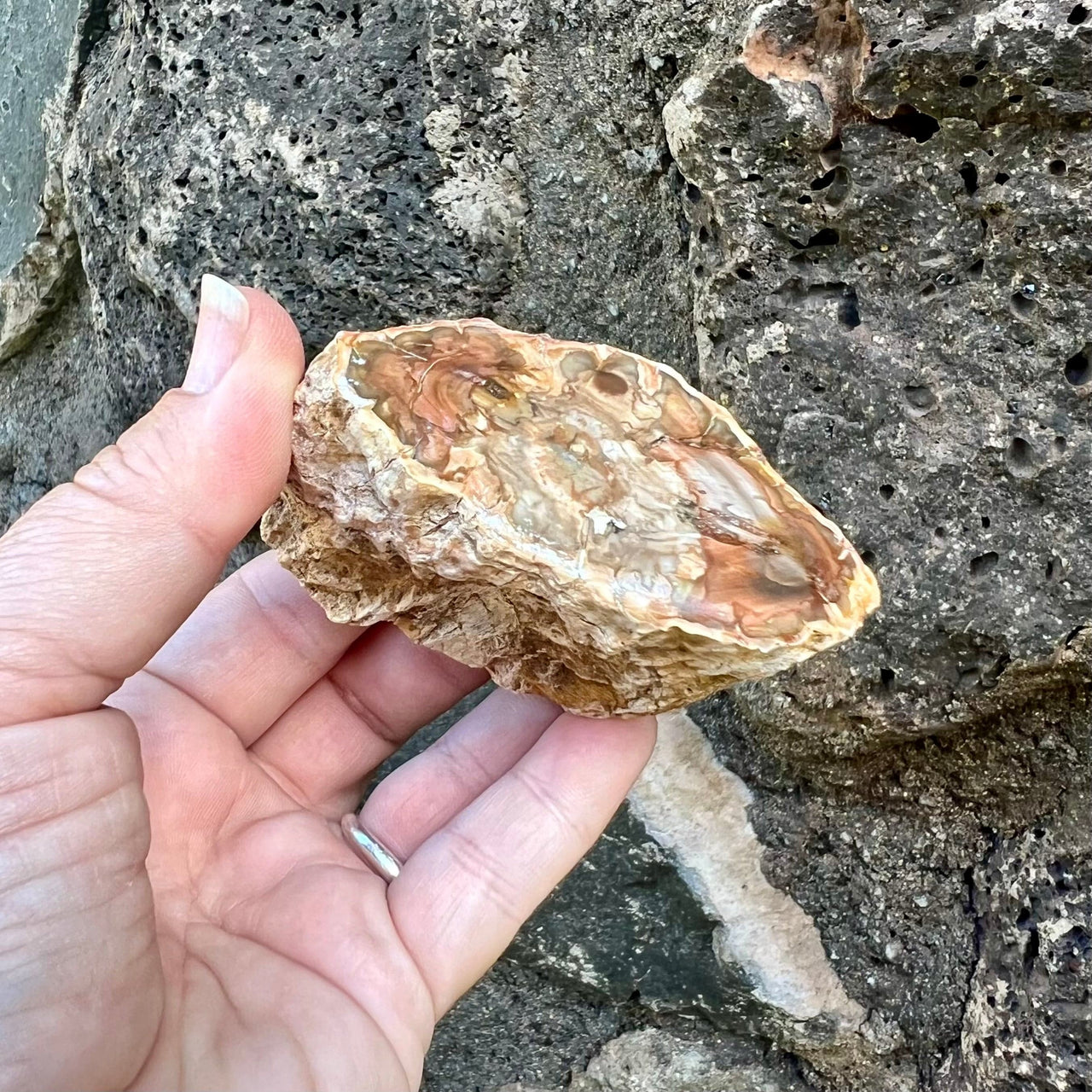 Polished Petrified Wood Slice- Small