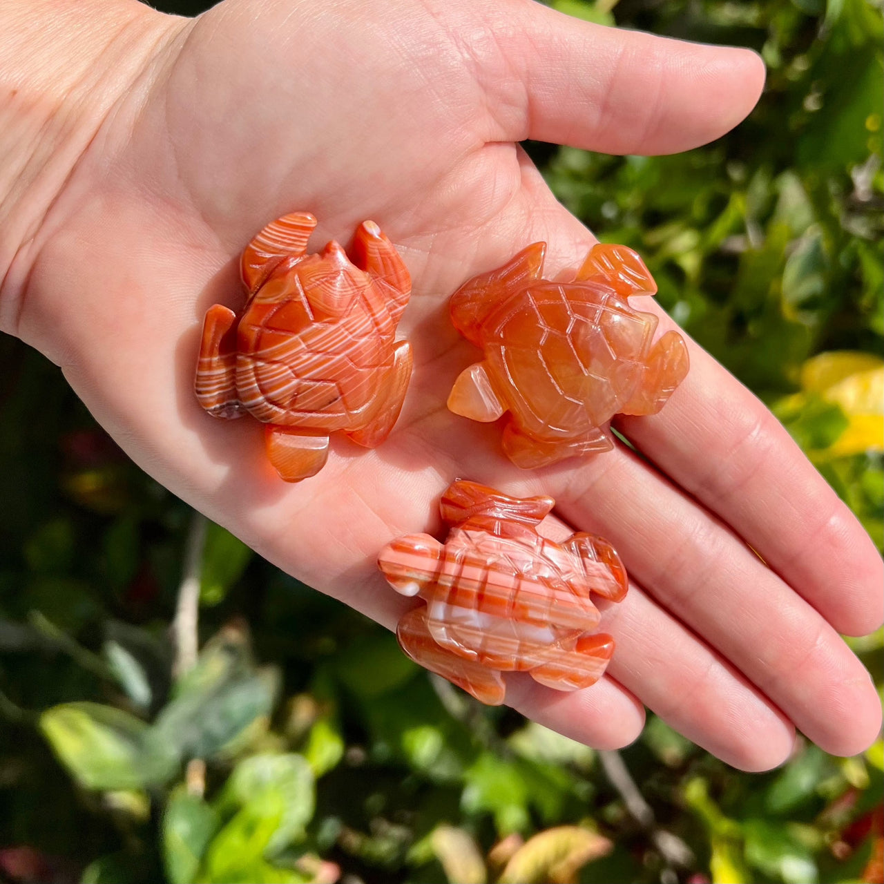 Hand Carved Carnelian Sea Turtles - 1.5"