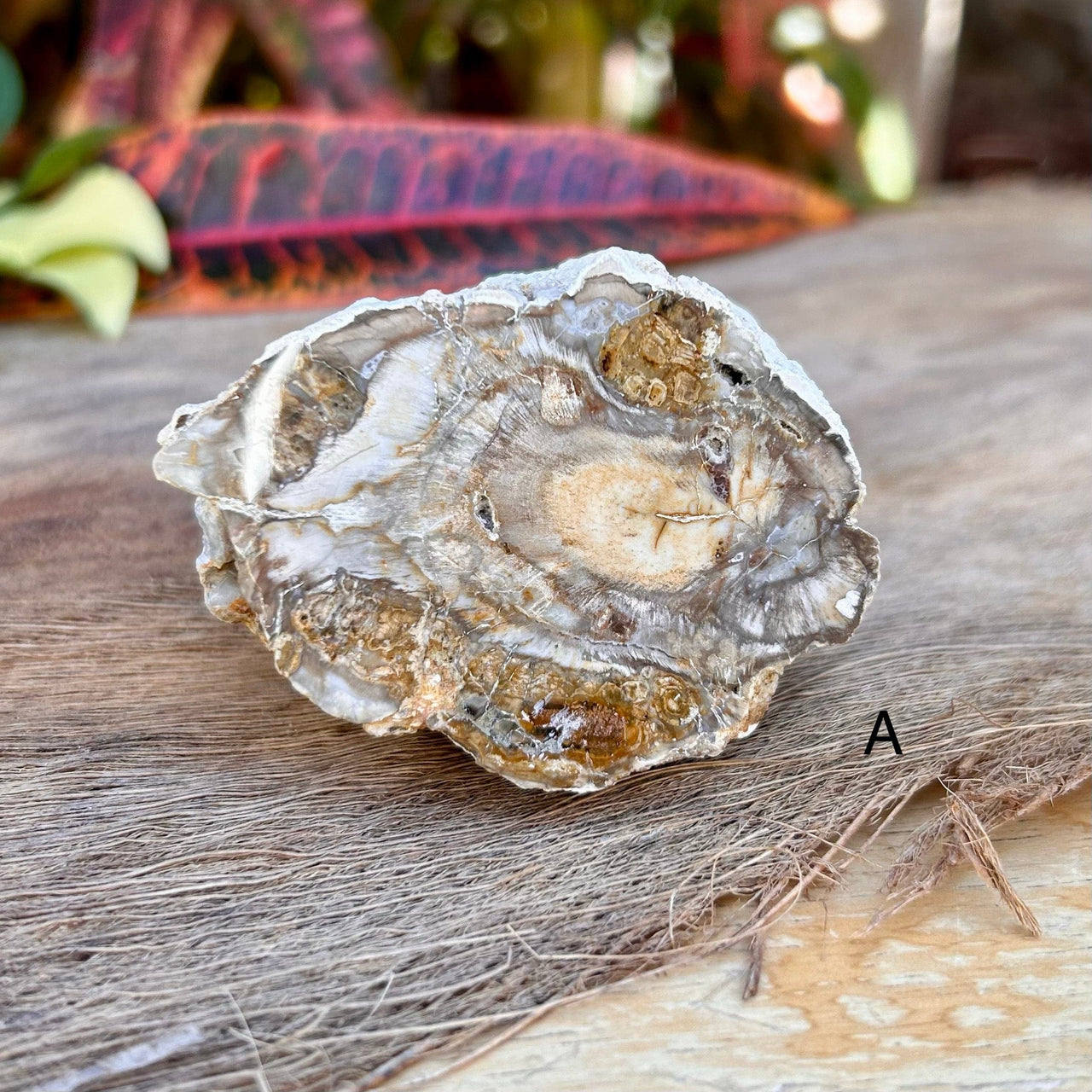 Polished Petrified Wood Slice- Large