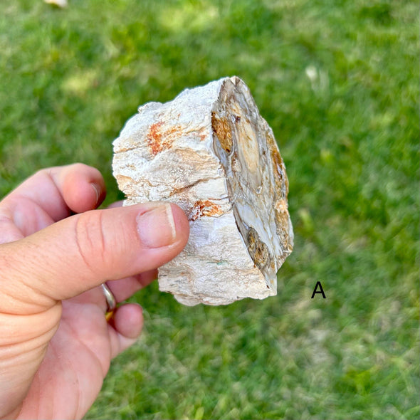 Polished Petrified Wood Slice- Large