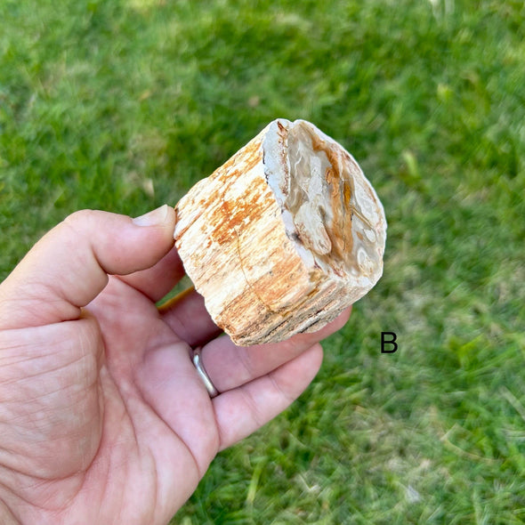 Polished Petrified Wood Slice- Large