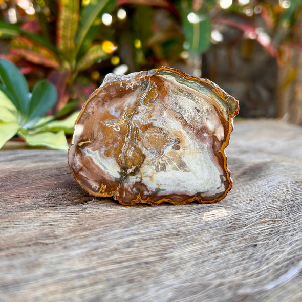 Polished Petrified Wood Slice- XL