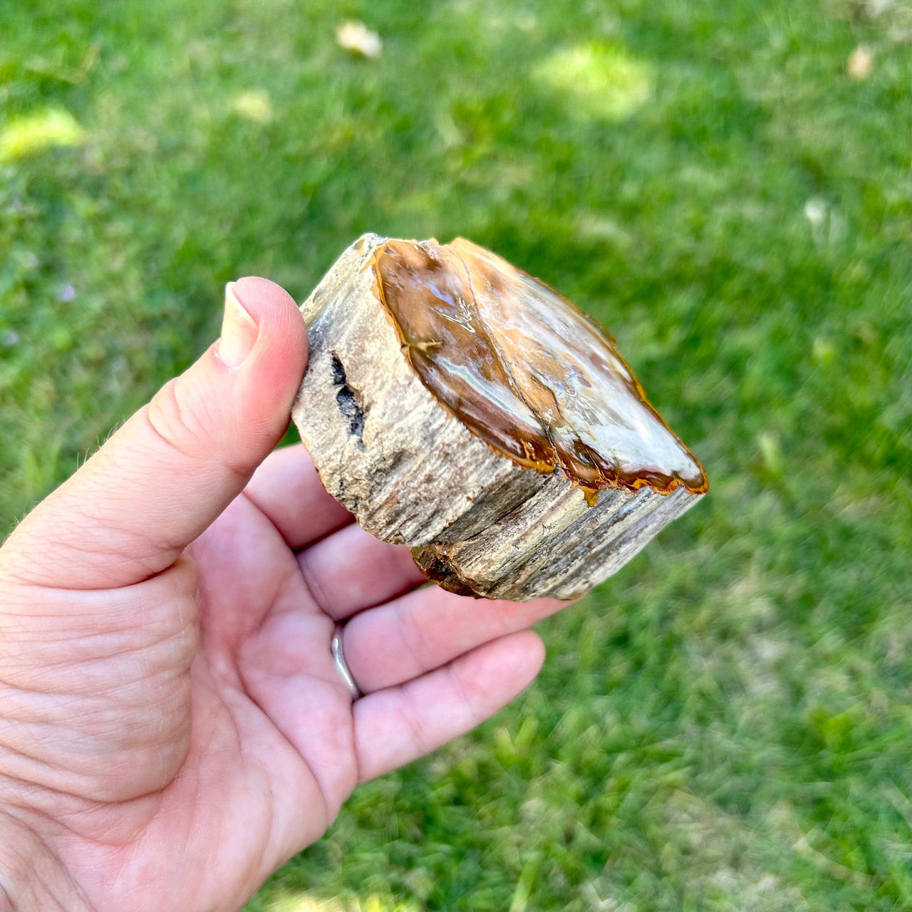 Polished Petrified Wood Slice- XL