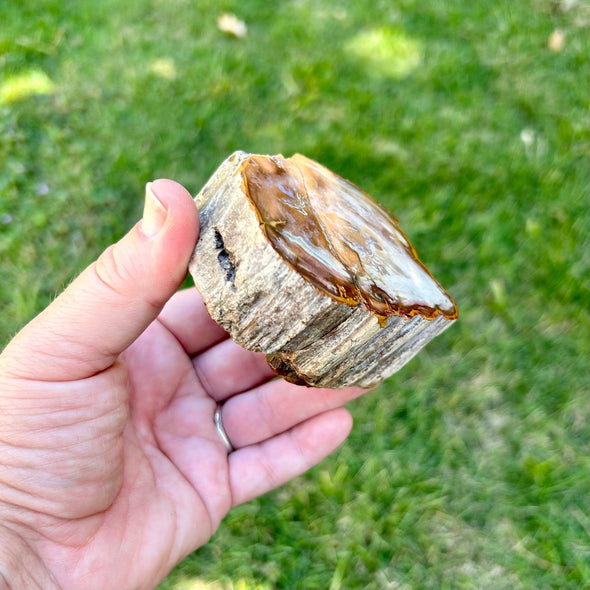 Polished Petrified Wood Slice- XL
