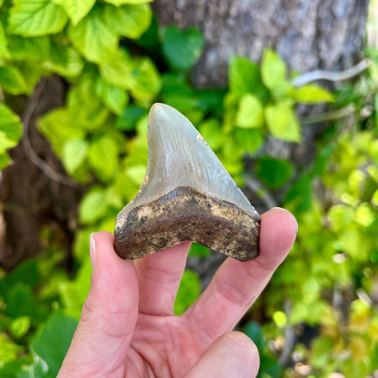 2 5/8” Cute Megalodon Tooth- MEG47