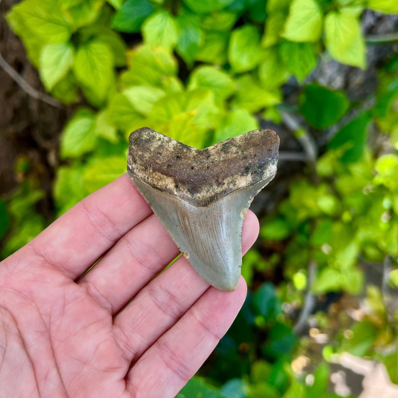 2 5/8” Cute Megalodon Tooth- MEG47