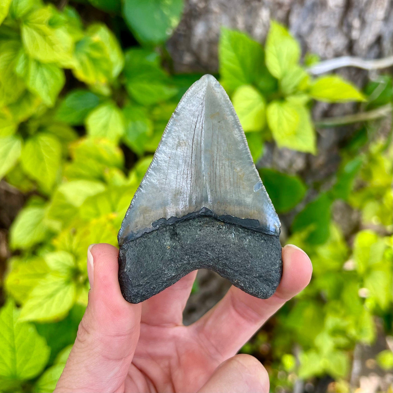 3 1/16” Polished Megalodon Tooth- Meg83